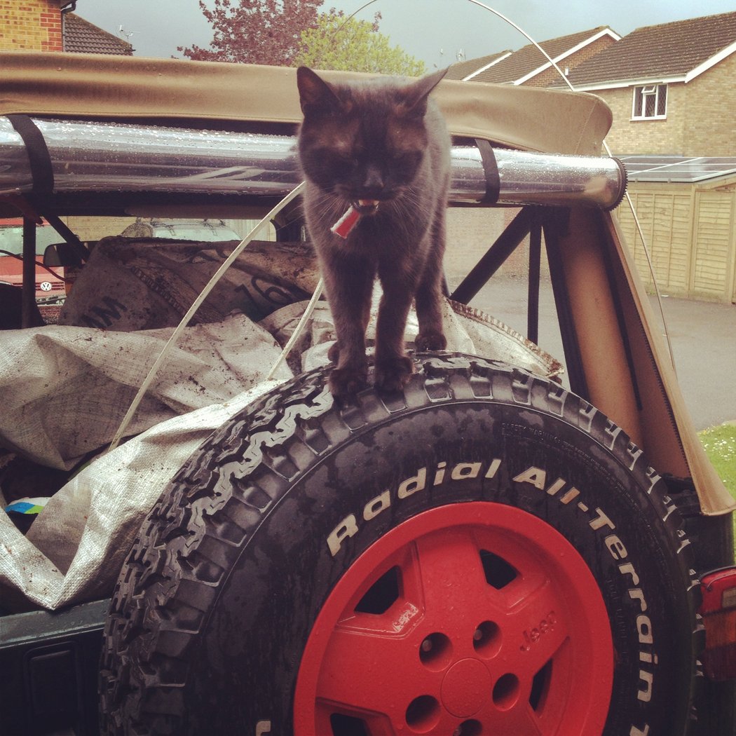 spare is now red &amp; my dino cat loves it