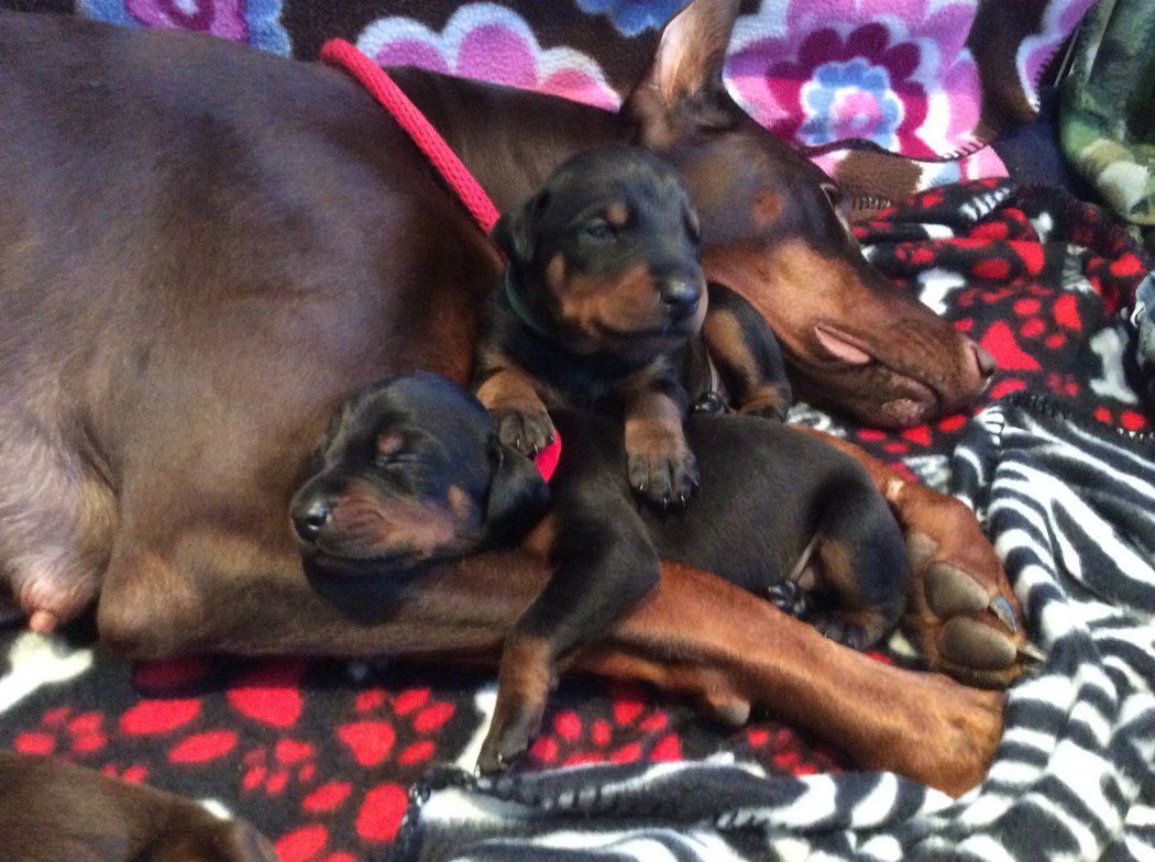 doberman puppies 7.jpg