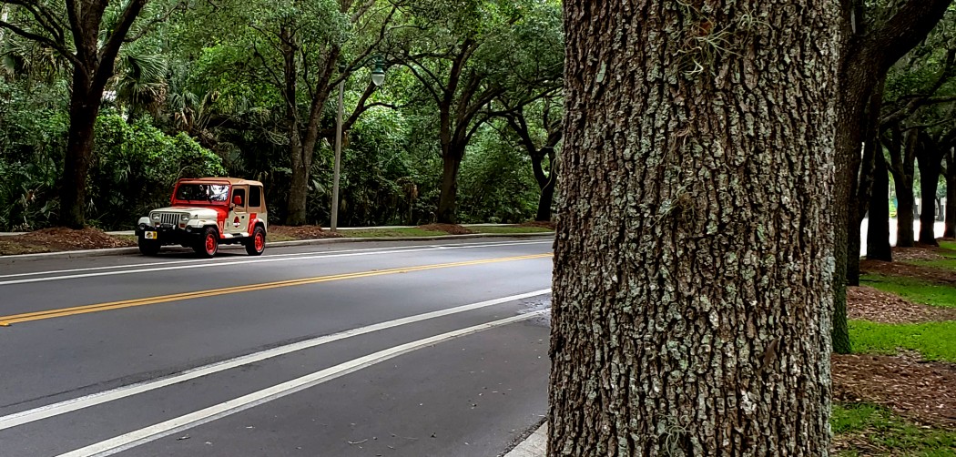 Jeep18Trees.jpg